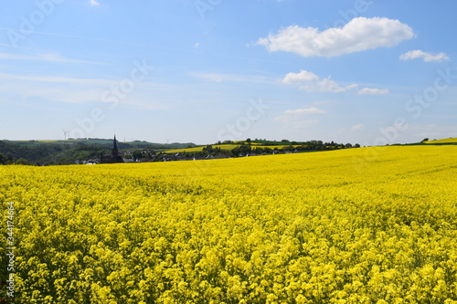 weitläufige gelb blühende Rapsfelder in der Eifel photo