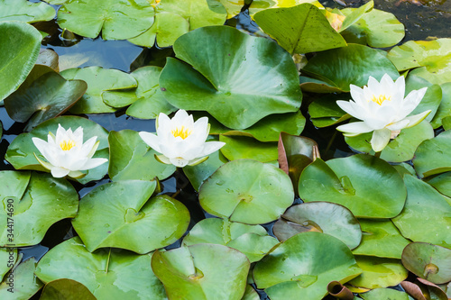 Fotografie White Waterlilies in Pond