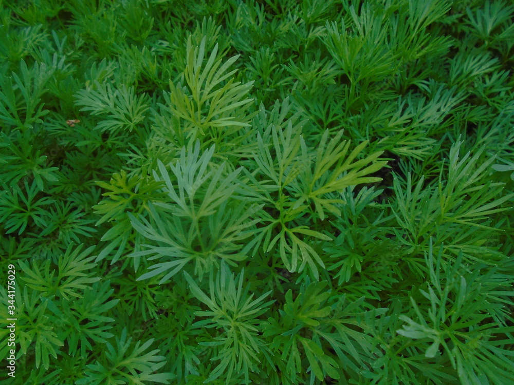 grass grass