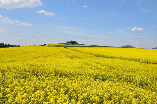 weitläufige gelb blühende Rapsfelder in der Eifel photo