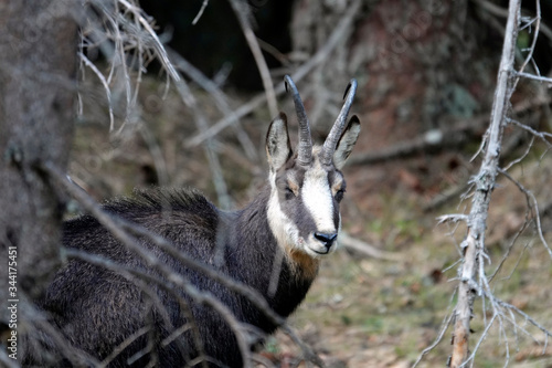 a adult chamois buck in spring on the mountains is looking at camera