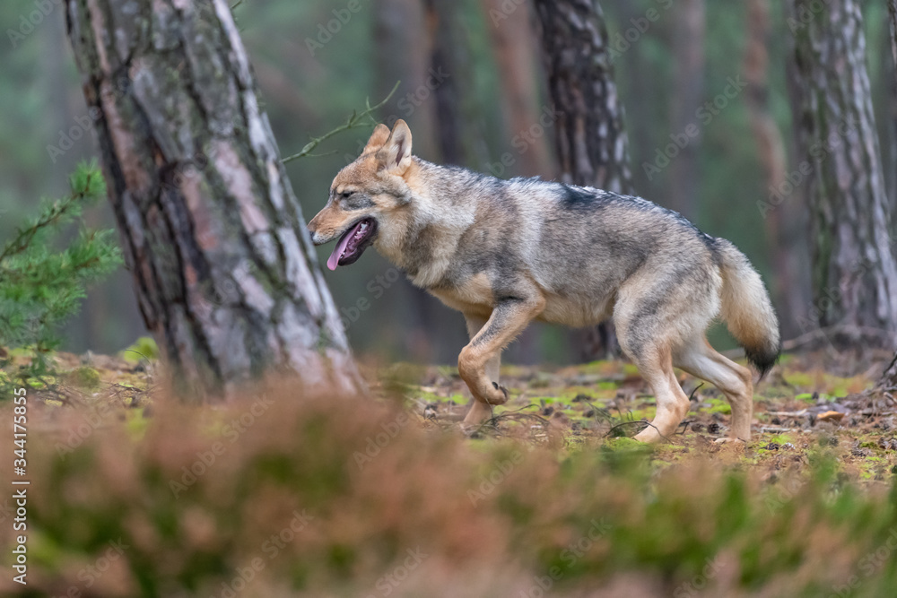 Lone wolf running in autumn forest Czech Republic Lone wolf running in autumn forest Czech Republic