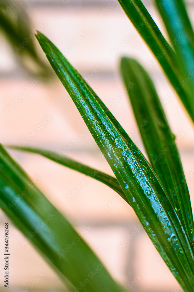 Obraz premium green grass with dew drops