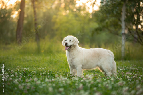 dog on the grass in the park. Golden retriever in nature. Pet for a walk
