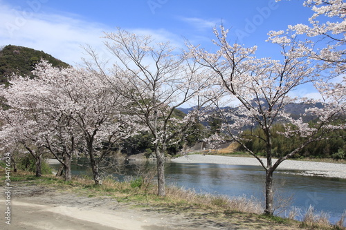 桜 © stingzero