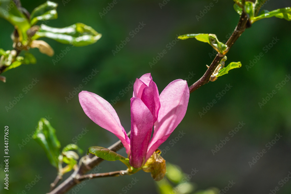 Large pink flower bud Magnolia Susan (Magnolia liliiflora x Magnolia stellata). Beautiful blooming in spring garden. Selective focus. Nature concept for design. Place for your text.