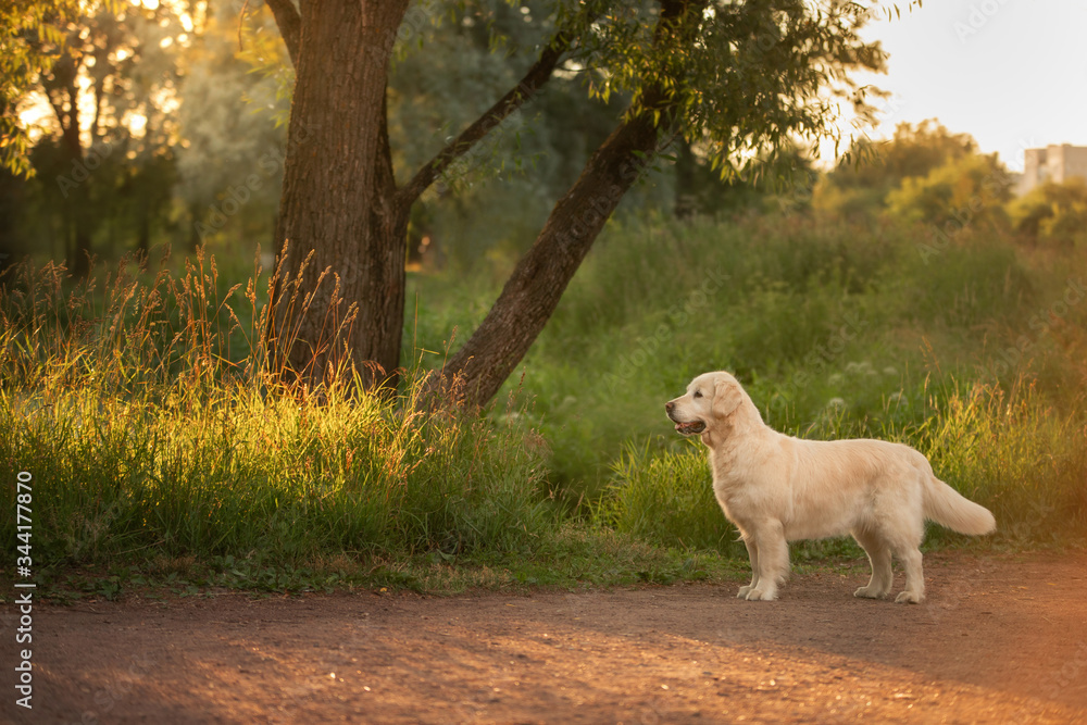 dog on the grass in the park. Golden retriever in nature. Pet for a walk dog on the grass in the park. Golden retriever in nature. Pet for a walk