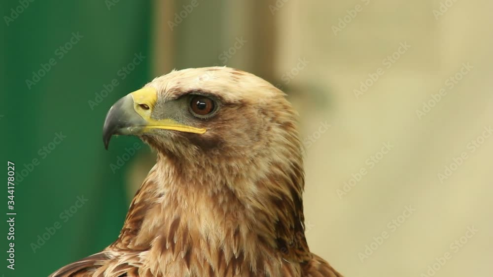 Golden Eagle close up of the bird of prey. Aquila chrysaetos. Head shot. Stock Video Clip Footage Golden Eagle close up of the bird of prey. Aquila chrysaetos. Head shot. Stock Video Clip Footage
