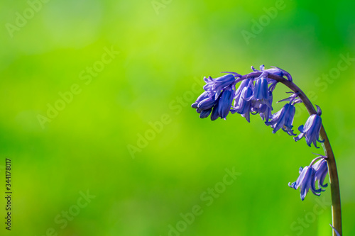 spring flowers on blue background photo