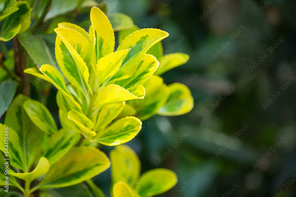 Fototapeta premium Euonymus japonicus Aureo-Marginata with variegated green-yellow leaves on blurred green background. Elegant background for natural design. Selective soft focus, place for text.