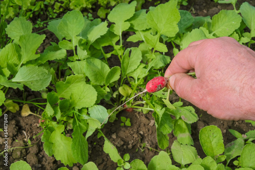 Radishes are just out of the garden in the man's hand. Healthy eating concept.