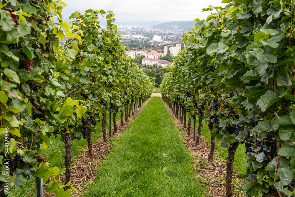 green red grape valley farm growing summer harvest agriculture green red grape valley farm growing summer harvest agriculture