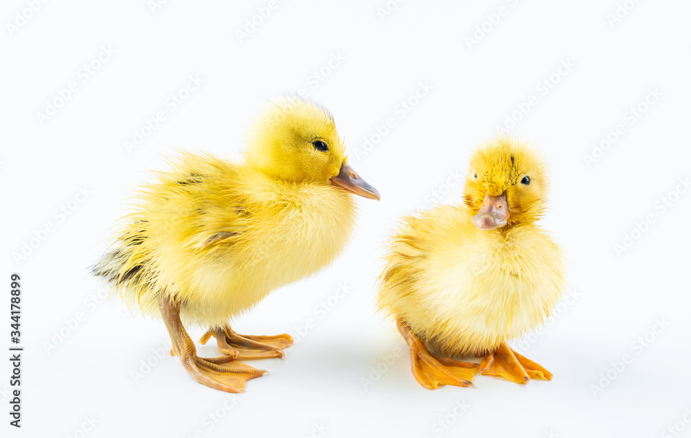Two cute little yellow ducks on white background