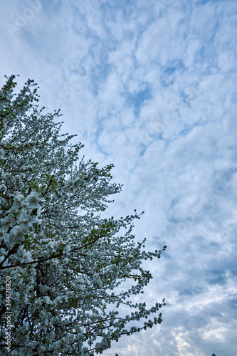 Blüten im Frühling mit wolkigem Himmel bei Dämmerung