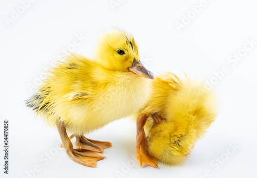 Two cute little yellow ducks on white background