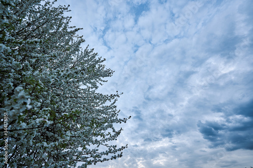 Blüten im Frühling mit wolkigem Himmel bei Dämmerung