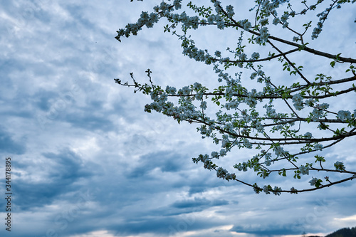 Blüten im Frühling mit wolkigem Himmel bei Dämmerung
