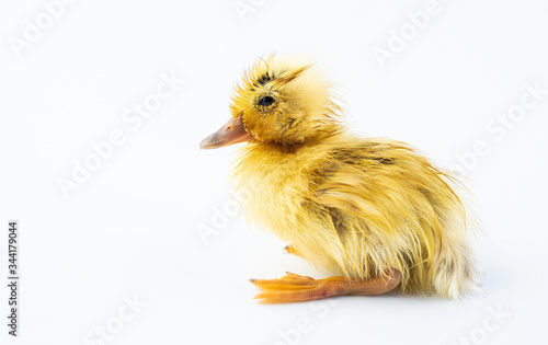 A cute little yellow duck on white background