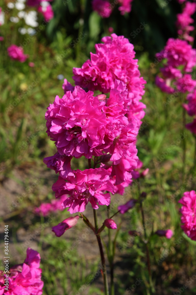 Obraz premium Flowers in the spring garden