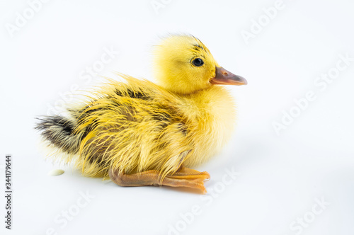 A cute little yellow duck on white background