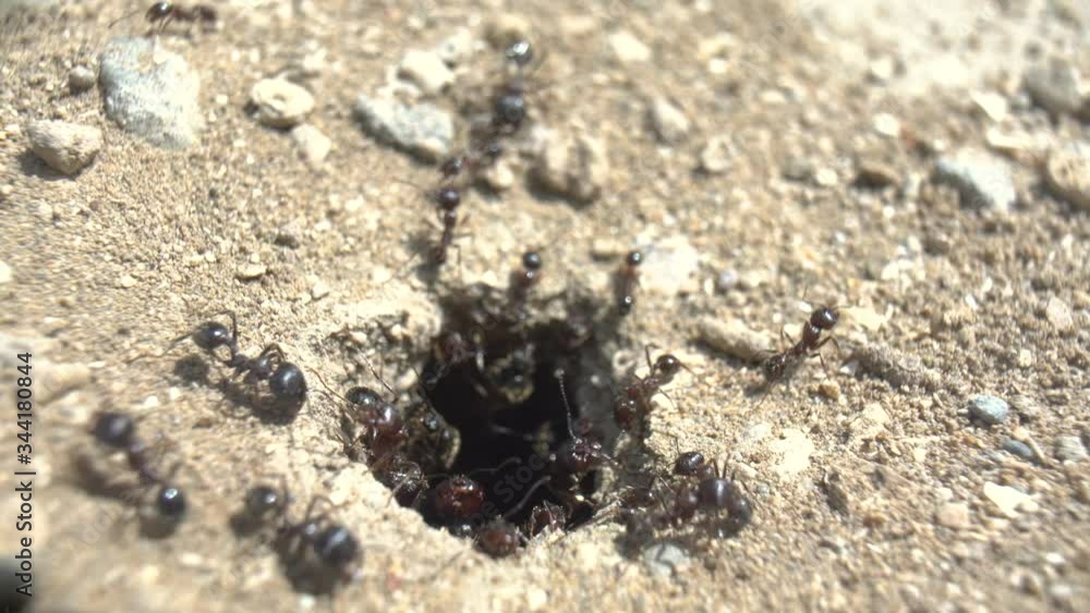 Ants running to their anthill. Ant community. Extreme macro close up shot. Ants running to their anthill. Ant community. Extreme macro close up shot.