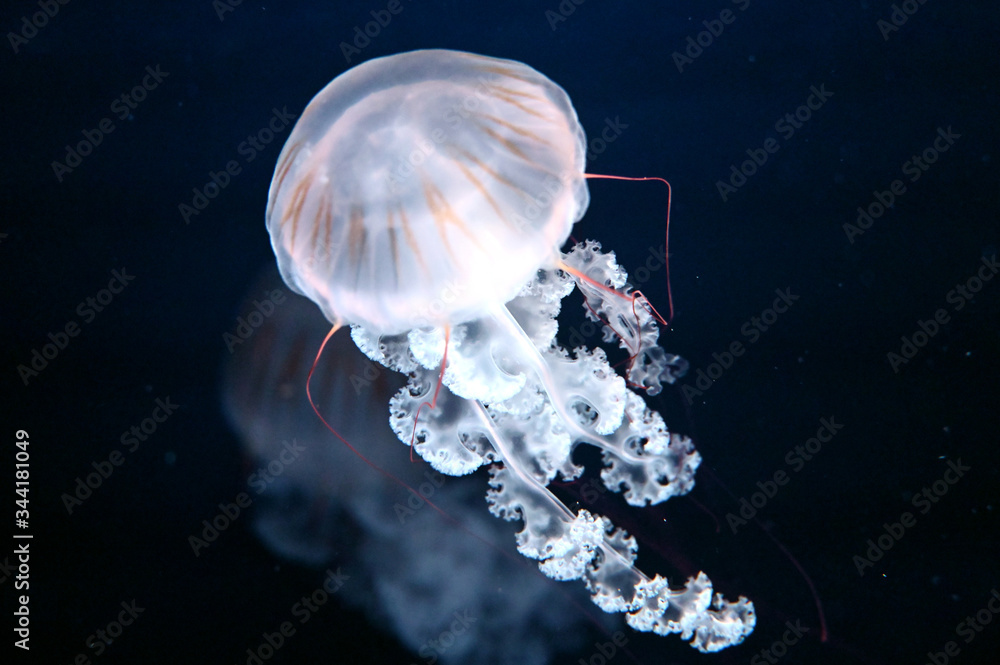 美しい触手をたなびかせて漂うクラゲ　クリサオラ・プロカミア