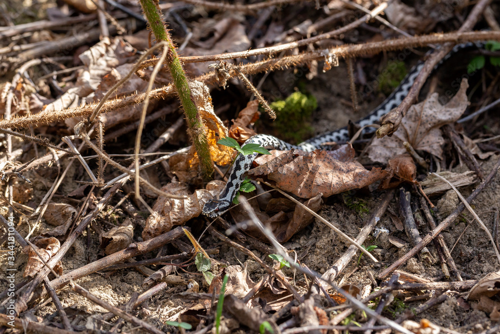 European viper (Vipera berus) in the natural biotope. Vipera berus, the common European adder or common European viper, is a venomous snake that is widely widespread. European viper (Vipera berus) in the natural biotope. Vipera berus, the common European adder or common European viper, is a venomous snake that is widely widespread.