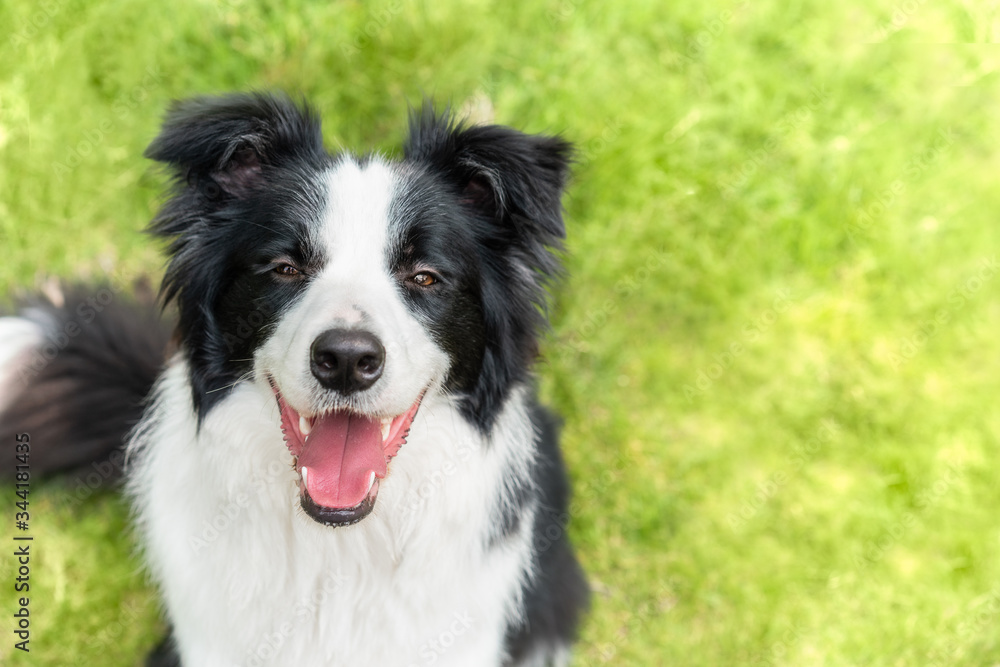 A Border collie dog is  grinning happily 
