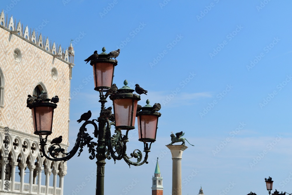 Piccioni in piazza San Marco, Venezia