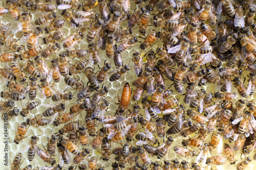 Selective Focus closeup of Italian Bees building honeycomb with the Queen Bee visible in center
