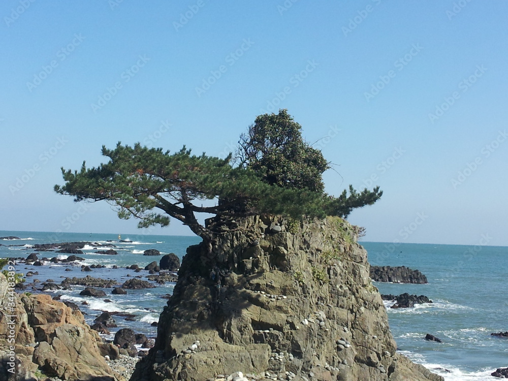Lonely  pine tree on the rock at the coast