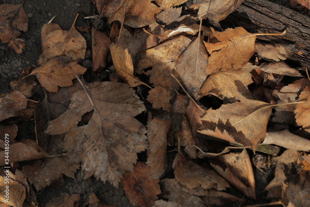 fallen hawthorn leaf on a dark background. Suitable for autumn screensaver or background.