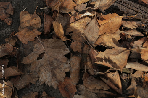 fallen hawthorn leaf on a dark background. Suitable for autumn screensaver or background.