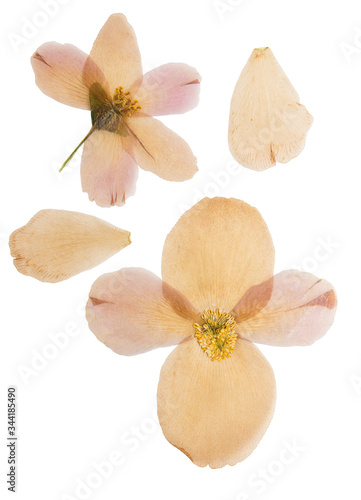 Pressed and dried flower gardenia, isolated on white background. For use in scrapbooking, floristry or herbarium