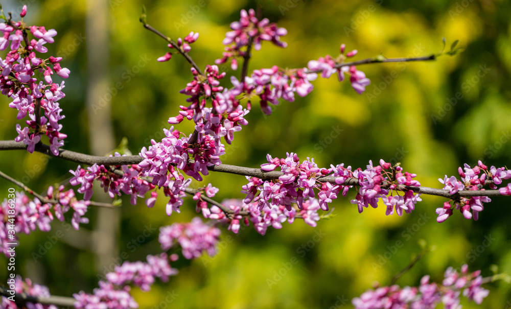 Purple spring blossom of Eastern Redbud, or Eastern Redbud Cercis canadensis in sunny day. Close-up of Judas tree pink flowers. Selective focus. Nature concept for design. Purple spring blossom of Eastern Redbud, or Eastern Redbud Cercis canadensis in sunny day. Close-up of Judas tree pink flowers. Selective focus. Nature concept for design.