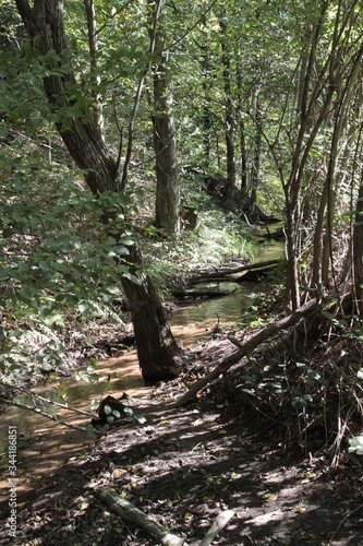 Waldbach im Lichtspiel