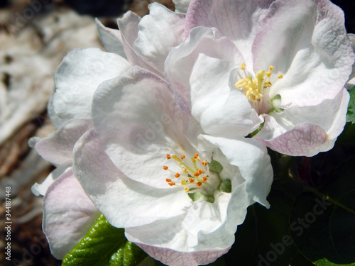 Macro close-up photograph of apple blossom on an ancient Tom Putt cider apple tree (Malus domestica Tom Putt), growing in an orchard garden in Herefordshire, England