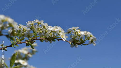 Spierstrauch, Spiraea alpine, einzelner Ast mit Knospen und Blüten vor tiefblauem Himmel