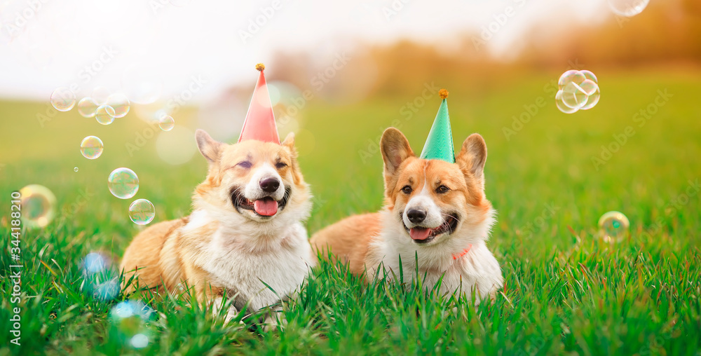 holiday card two cheerful identical Corgi dogs lie in the green grass in colored caps with soap bubbles on a Sunny clear day holiday card two cheerful identical Corgi dogs lie in the green grass in colored caps with soap bubbles on a Sunny clear day