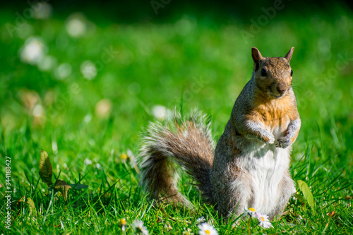 squirrel in the grass photo