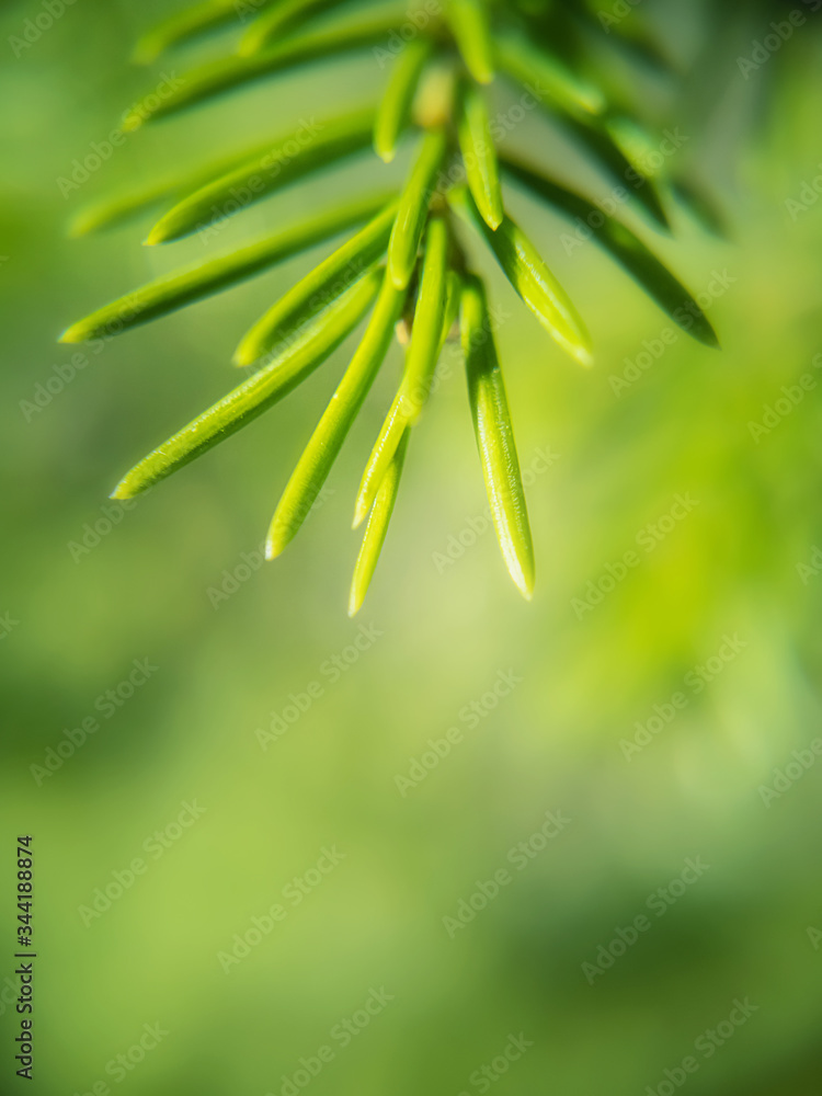 Soft focus. Macro photograph of spruce branch. Green needles on a blue background. Bright natural environmental concept. World environment day. Copyspace. Soft focus. Macro photograph of spruce branch. Green needles on a blue background. Bright natural environmental concept. World environment day. Copyspace.