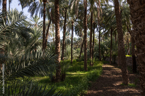 Traditional falaj irrigation channel in date palm plantation in Oman's Wadi Abyad