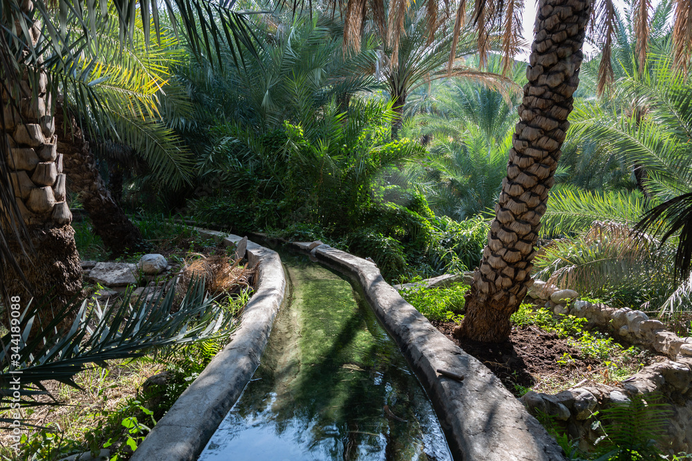 Traditional falaj irrigation channel in date palm plantation in Oman's Wadi Abyad