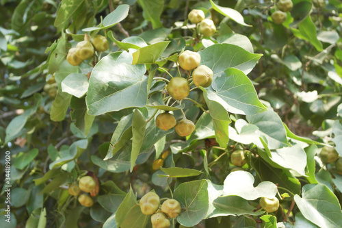 Plant Thespesia is a member of the Mallow or Hibiscus family