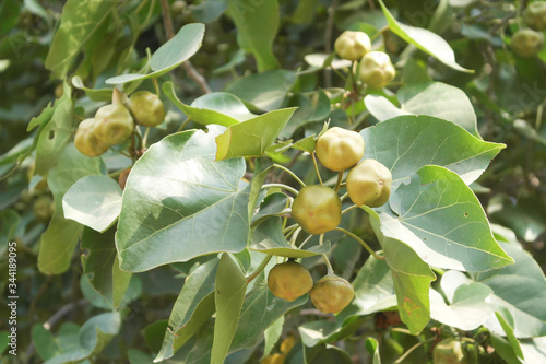 Plant Thespesia is a member of the Mallow or Hibiscus family