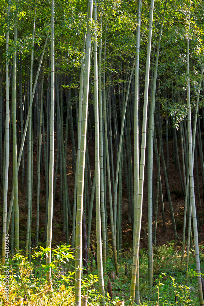 竹林 竹林