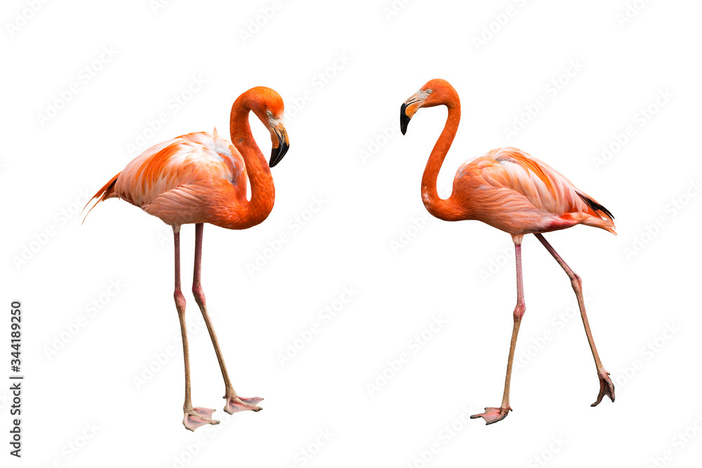 Flamingos isolated on white background - obrazy, fototapety, plakaty 