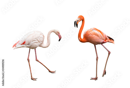 Flamingos isolated on white background © olga demchishina