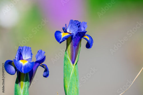blue iris flower photo