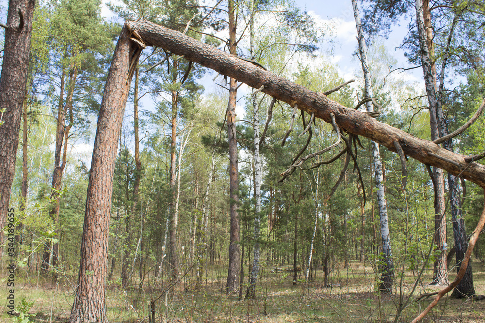 Fototapeta premium Broken tree in the forest in the sunny day. Closeup.